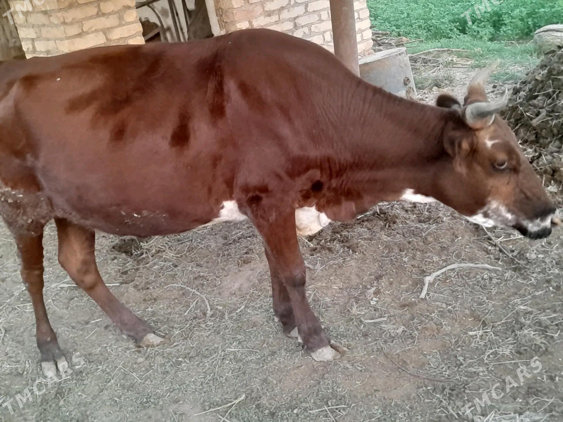 bakyly  mallar - Farap - img 6