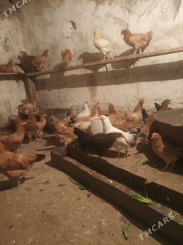 towuk ŷaş 7 aŷlyk - Änew - img 2