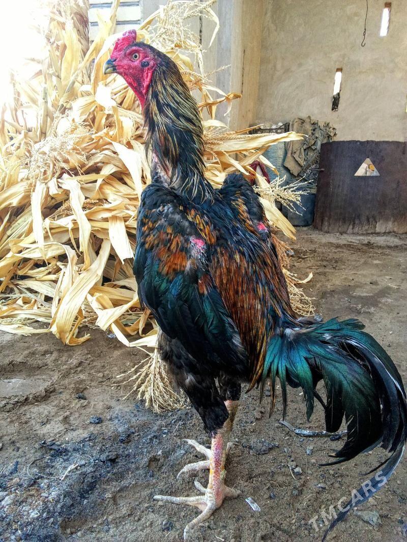 jüyje yaş - Kerki - img 5