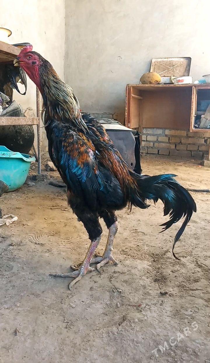 jüyje yaş - Kerki - img 2