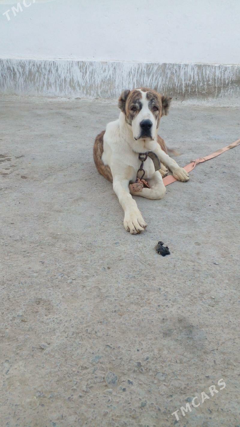 БАМЫГОНРЫН ОГЛЫ ГАРАДАГЫН ОГЛЫ - Bäherden - img 2