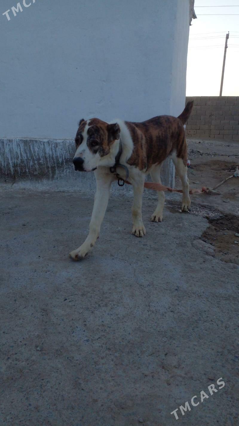 БАМЫГОНРЫН ОГЛЫ ГАРАДАГЫН ОГЛЫ - Bäherden - img 3