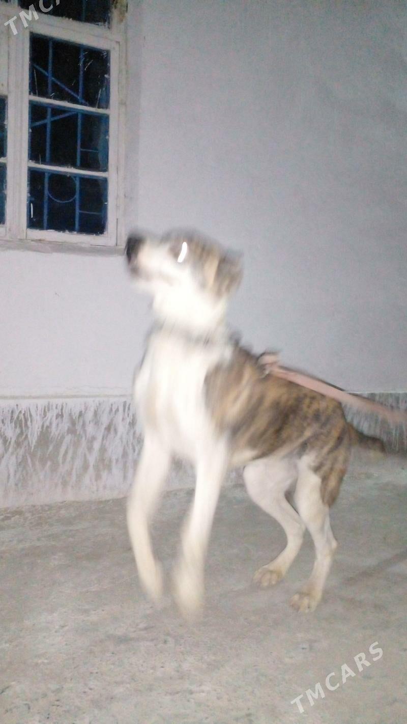 БАМЫГОНРЫН ОГЛЫ ГАРАДАГЫН ОГЛЫ - Bäherden - img 5