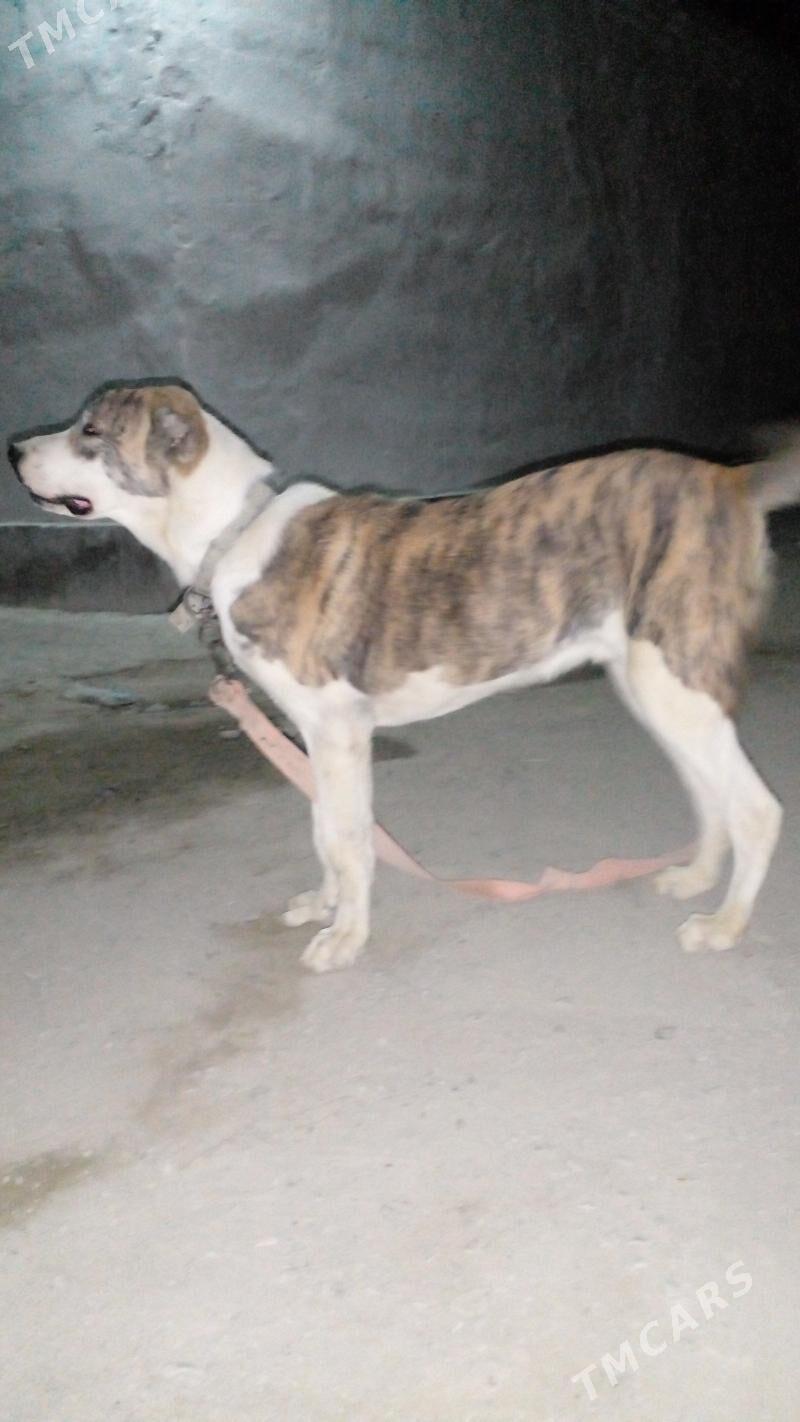 БАМЫГОНРЫН ОГЛЫ ГАРАДАГЫН ОГЛЫ - Bäherden - img 4