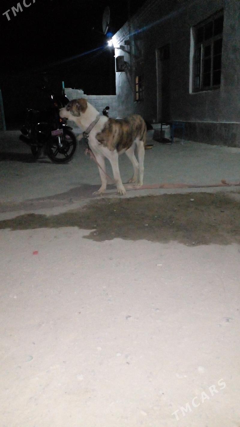 БАМЫГОНРЫН ОГЛЫ ГАРАДАГЫН ОГЛЫ - Bäherden - img 6