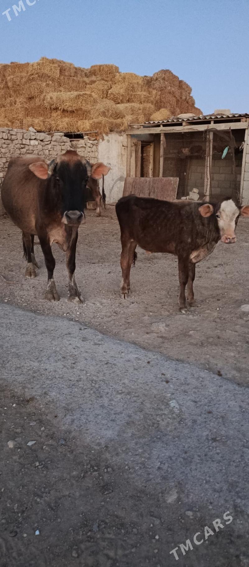 goleli sygyr - Gyzylarbat - img 2
