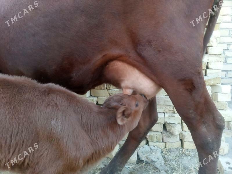 Goleli sygyr - Mary - img 2