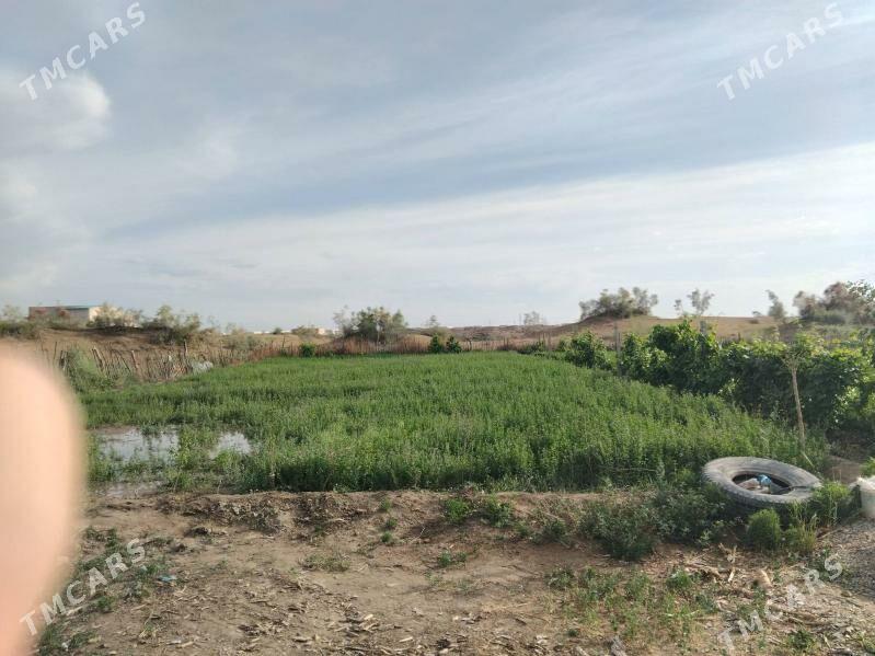 Satlyk jay - Türkmenabat - img 3