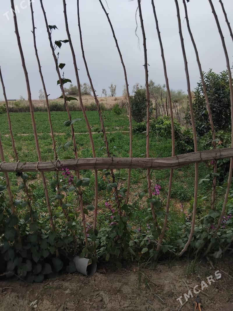 Satlyk jay - Türkmenabat - img 2