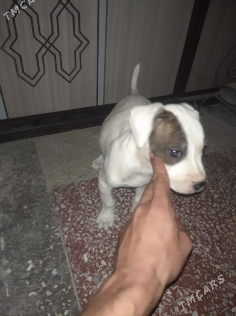 Pitbul - Сейди - img 3
