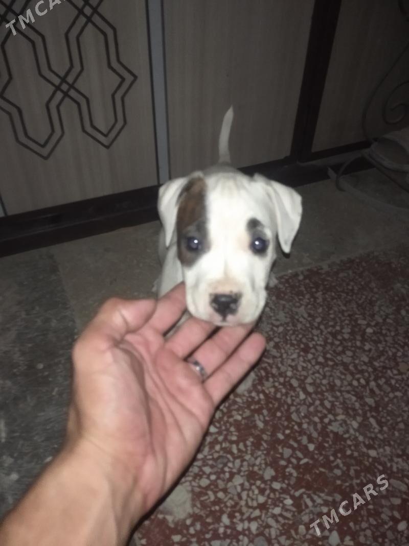 Pitbul - Сейди - img 2