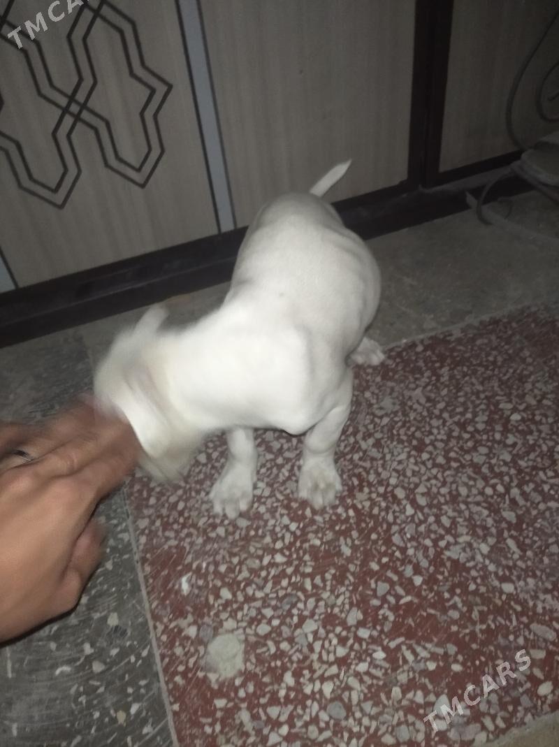 Pitbul - Сейди - img 4