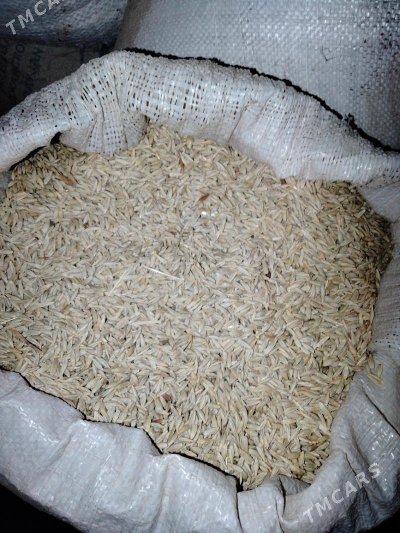 Arpa - Sakar - img 2