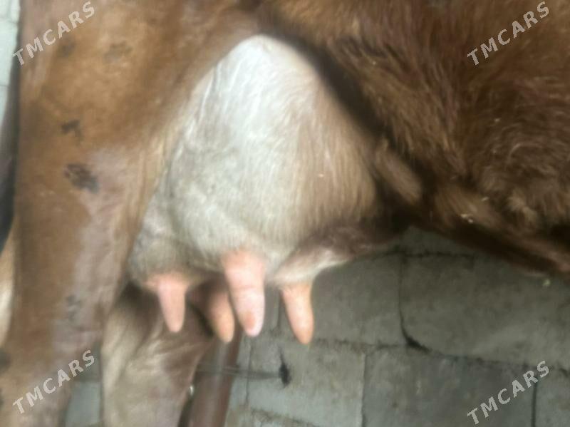 GÖLELİ SYGYR - Çoganly - img 3