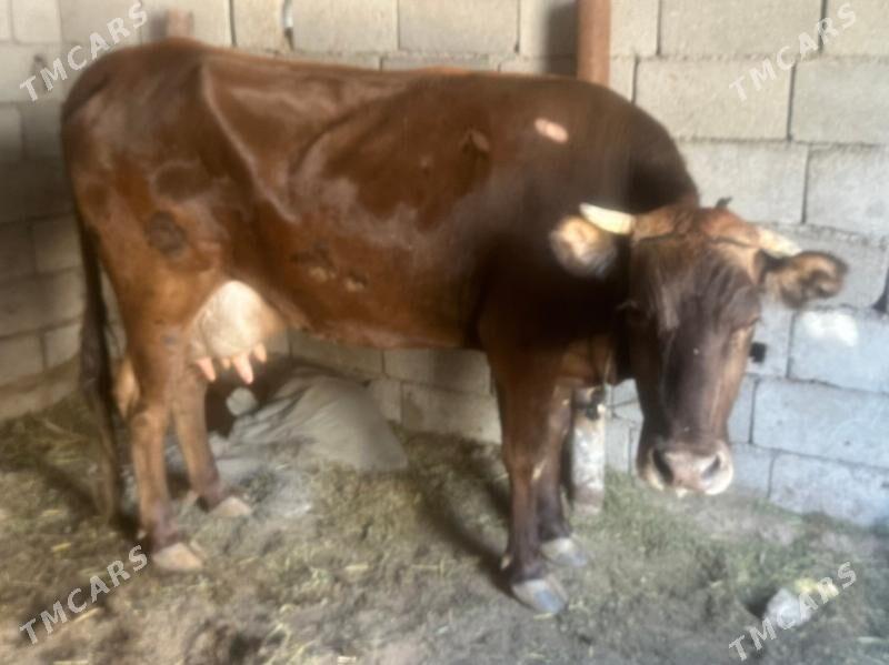 GÖLELİ SYGYR - Çoganly - img 2