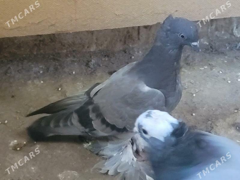 kepder - Köneürgenç - img 2