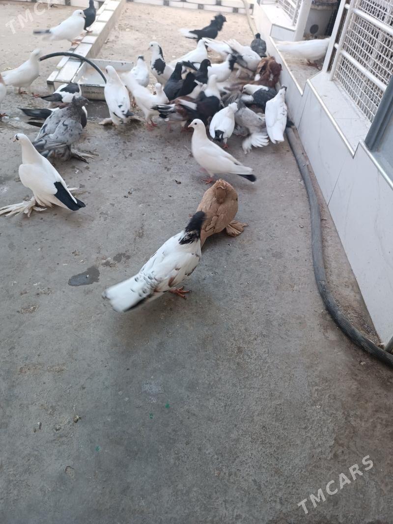 kepder - Aşgabat - img 3