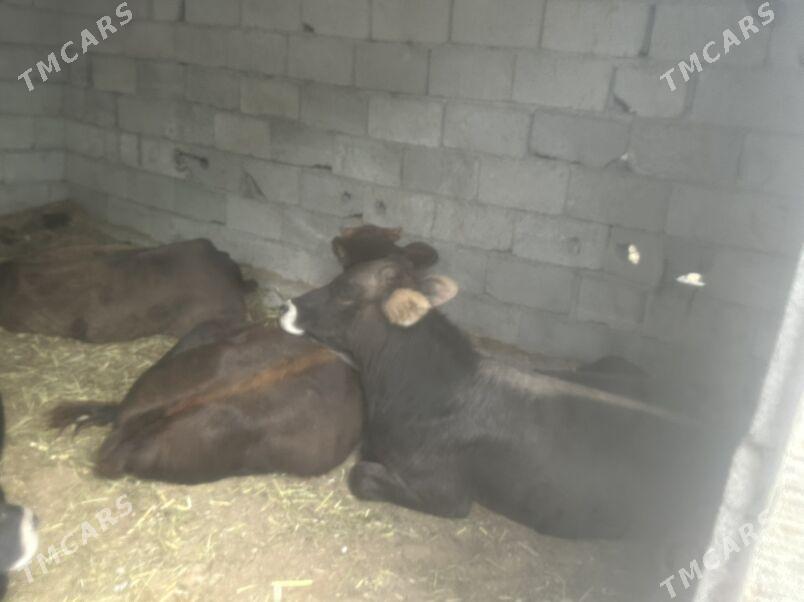 ÖKÜZÇE SHWES - Çoganly - img 2