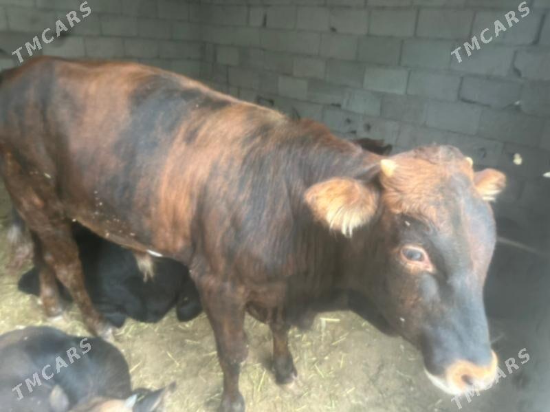 ÖKÜZÇE SHWES - Çoganly - img 3