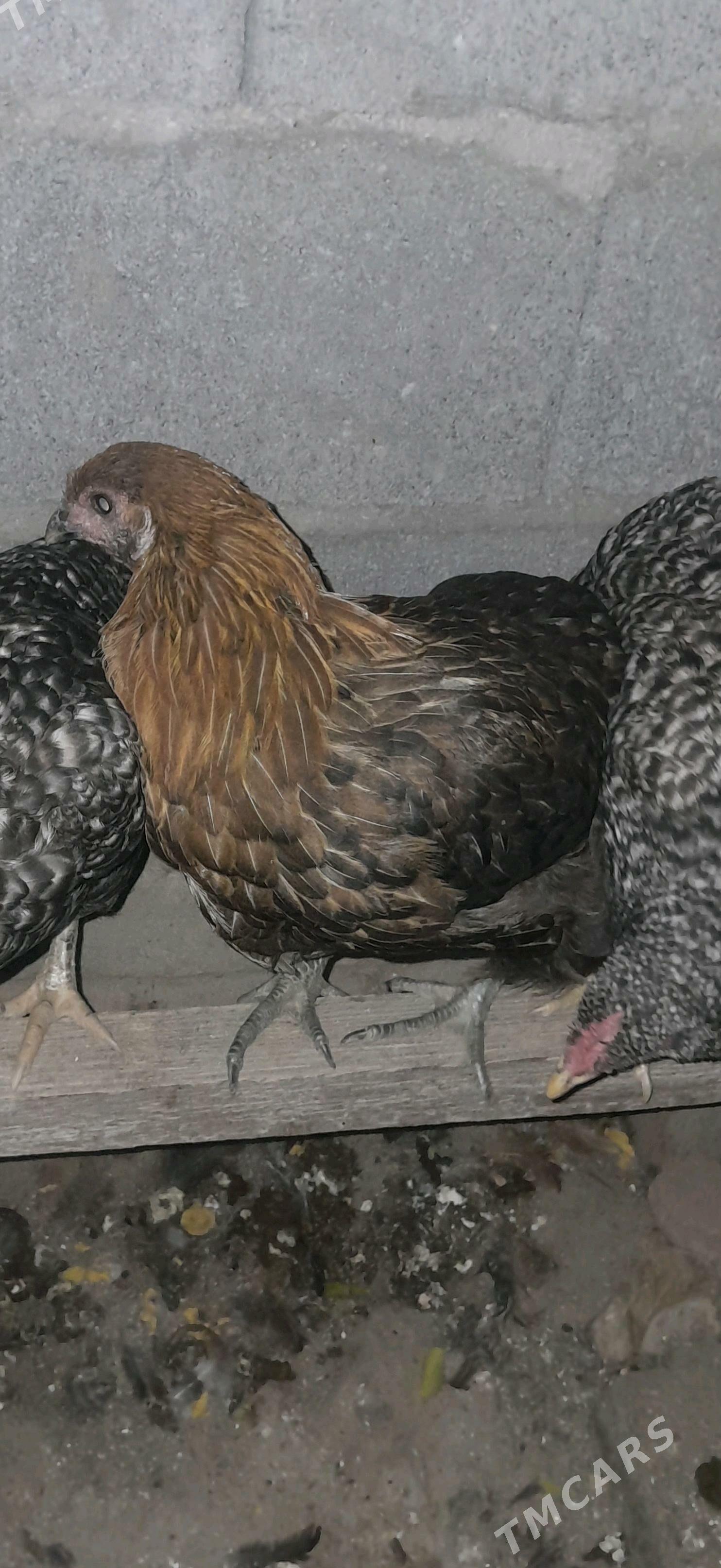 Horaz - Balkanabat - img 2