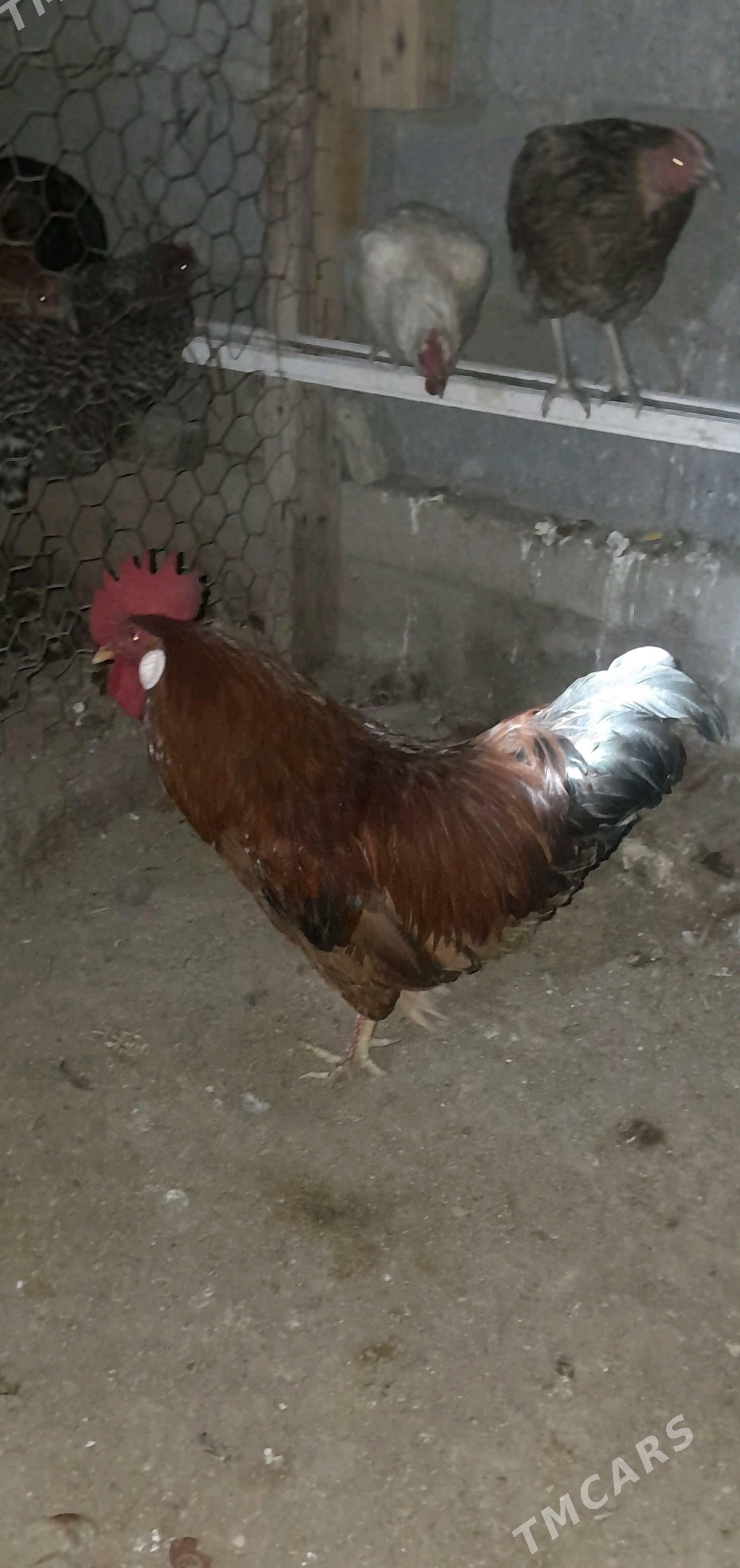 Horaz - Balkanabat - img 3