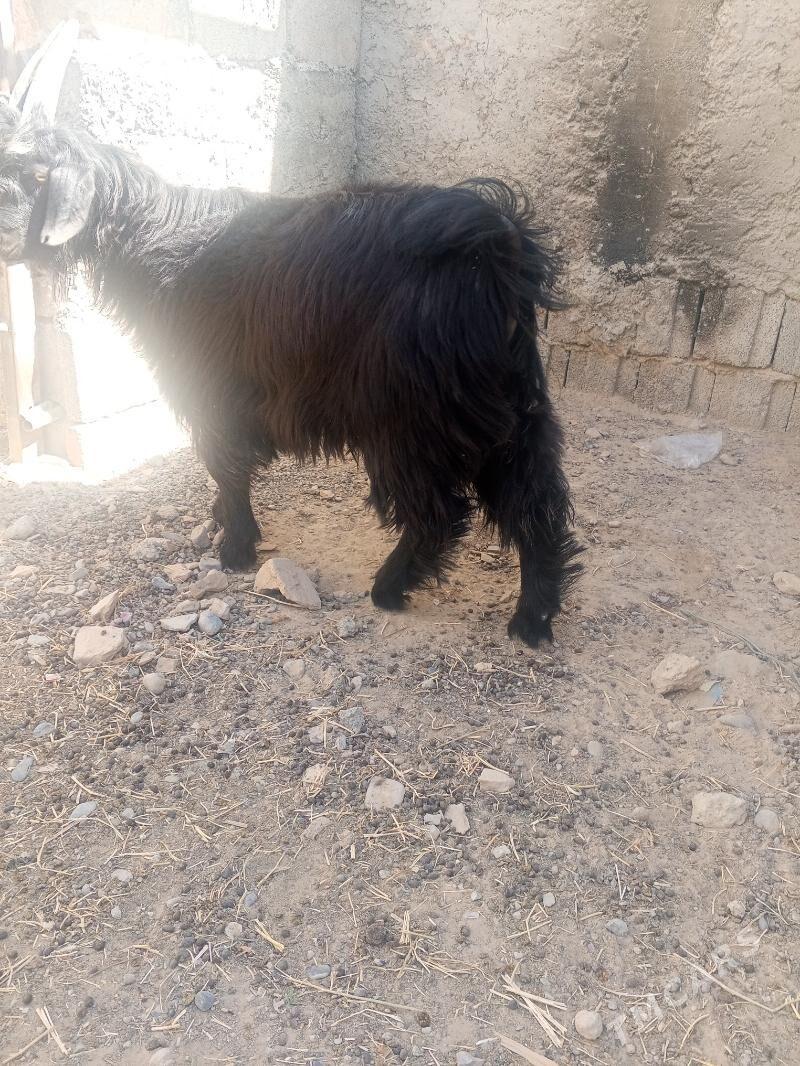 Çebiş - Kaka - img 2