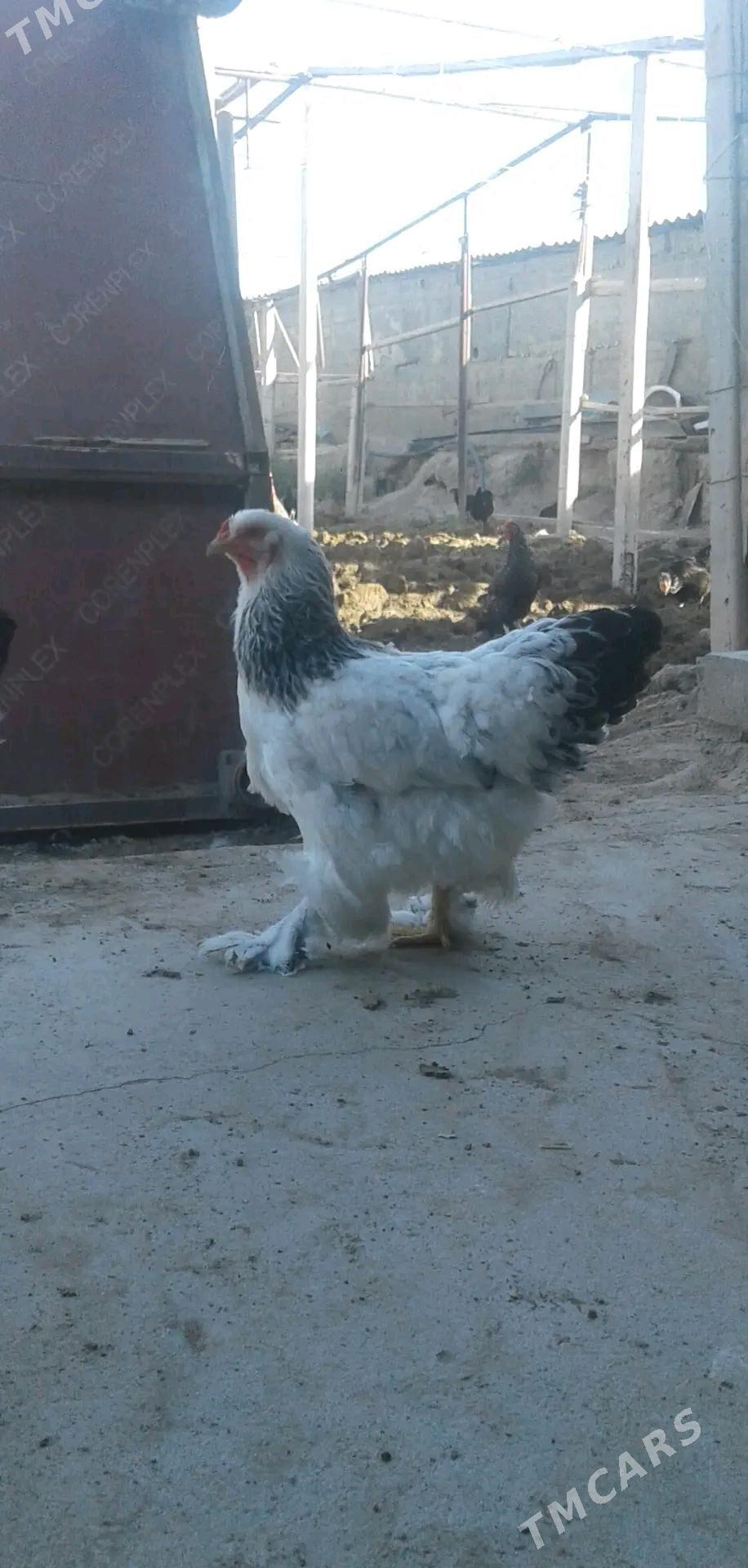 Brama towuk - Gypjak - img 2