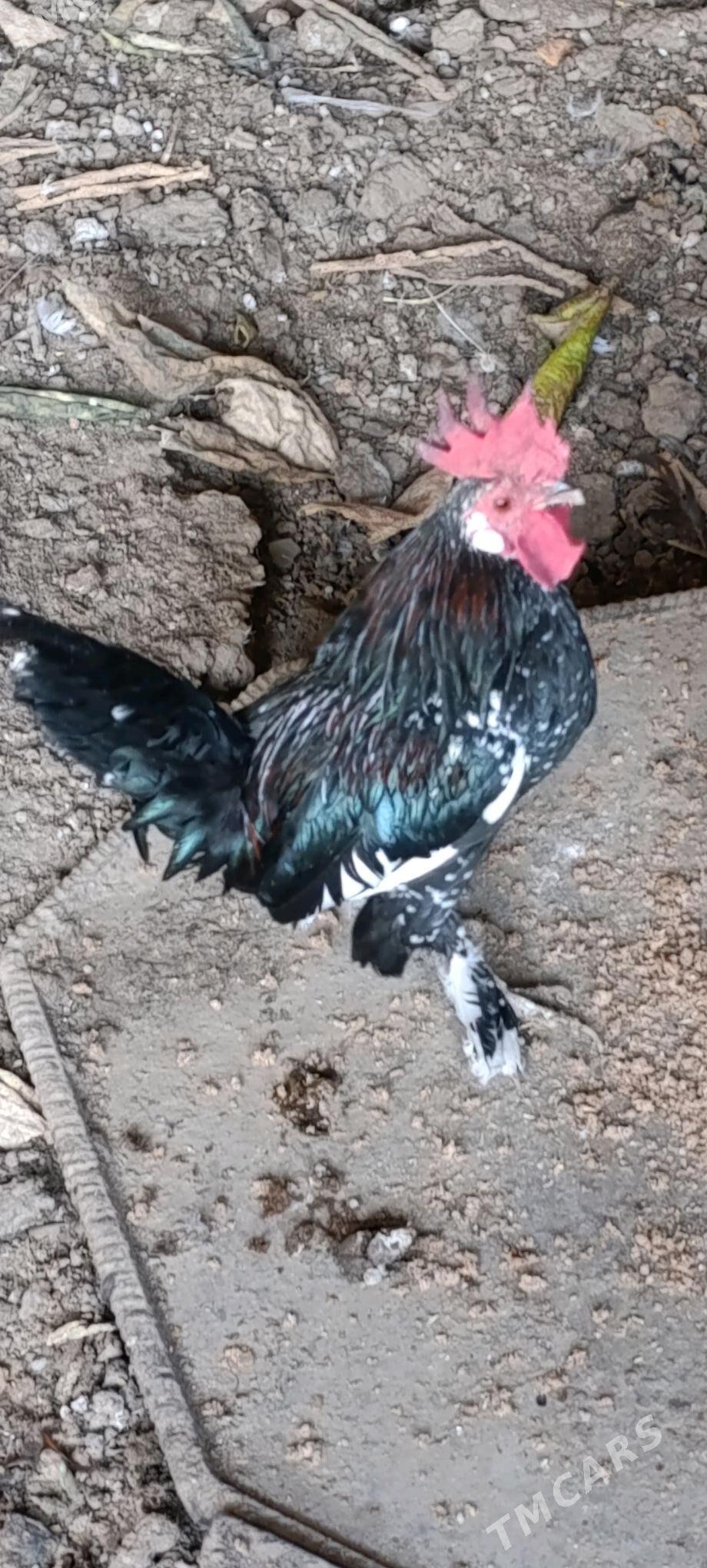karlık horaz 2 sany - Baýramaly - img 2