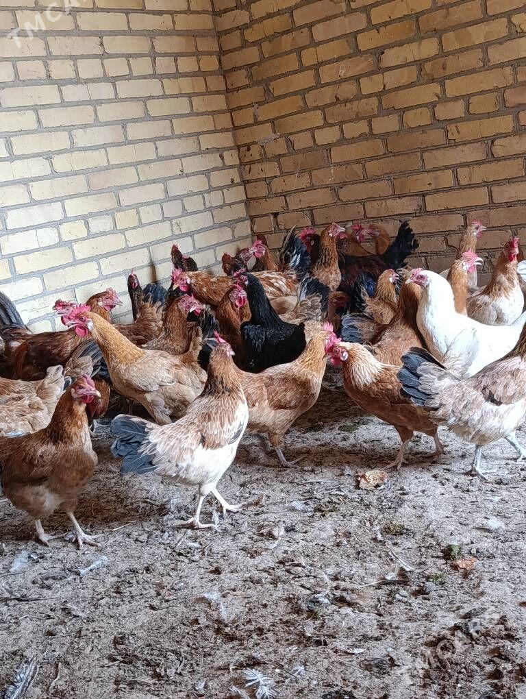 Towuklar - Сакар - img 2