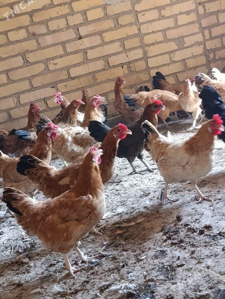 Towuklar - Сакар - img 5