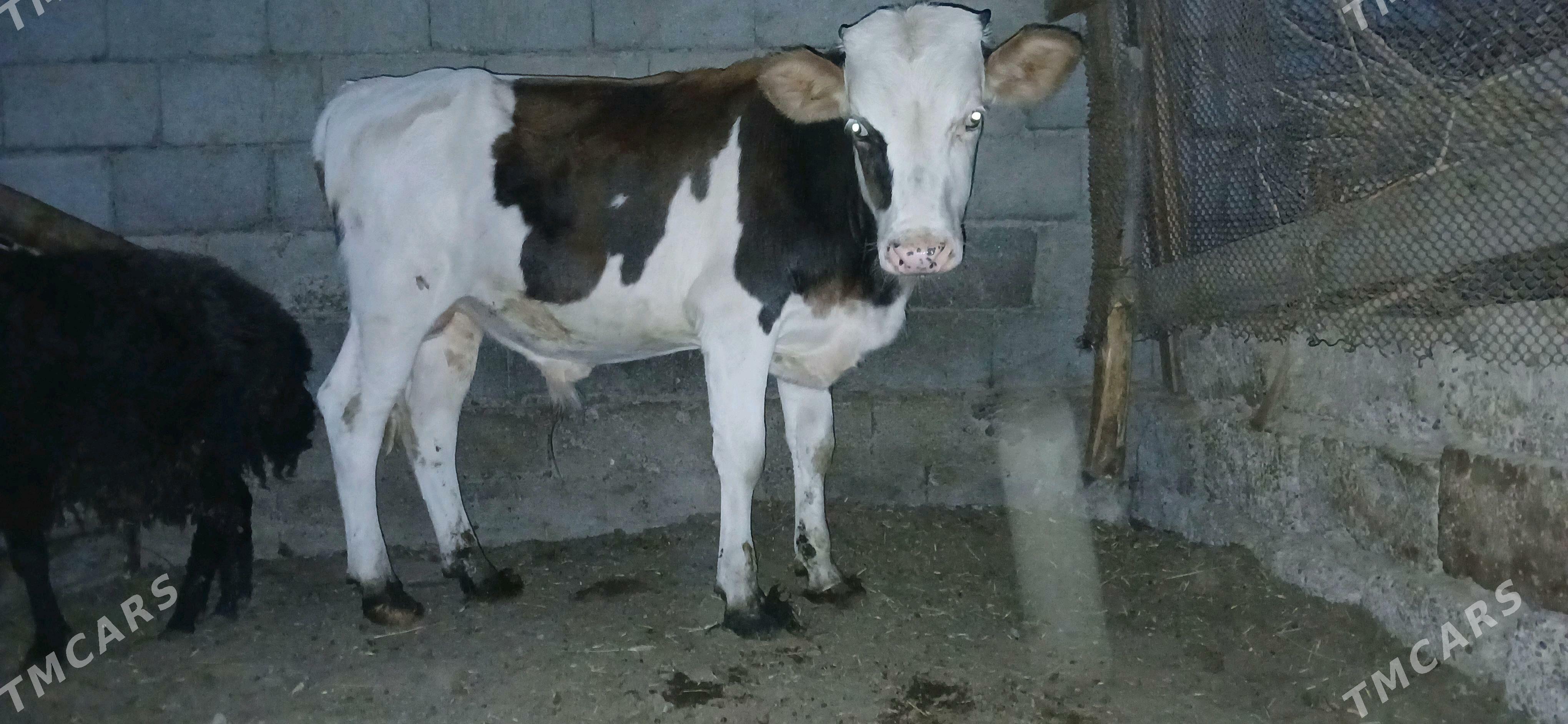 Simital Öküz 6aýlyk - Büzmeýin - img 1