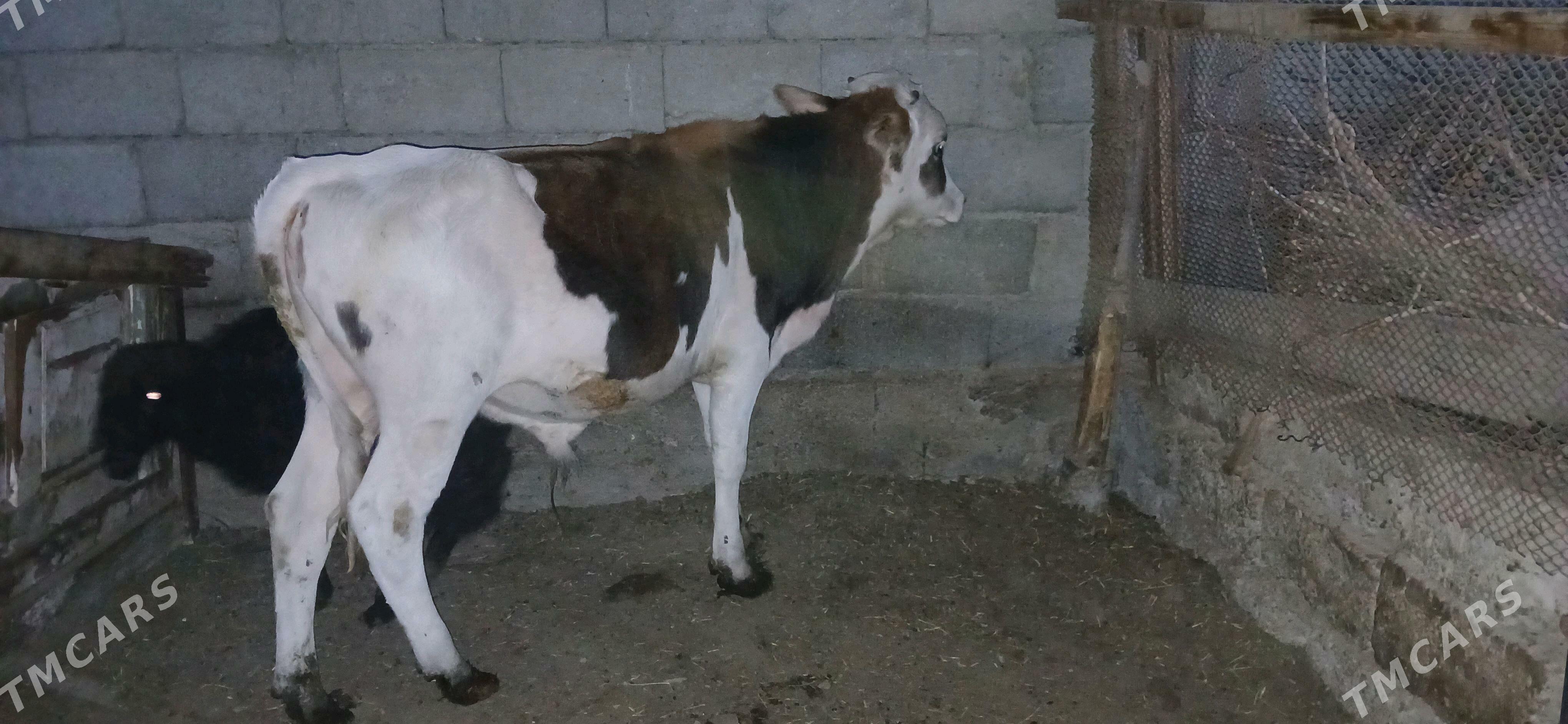 Simital Öküz 6aýlyk - Büzmeýin - img 2