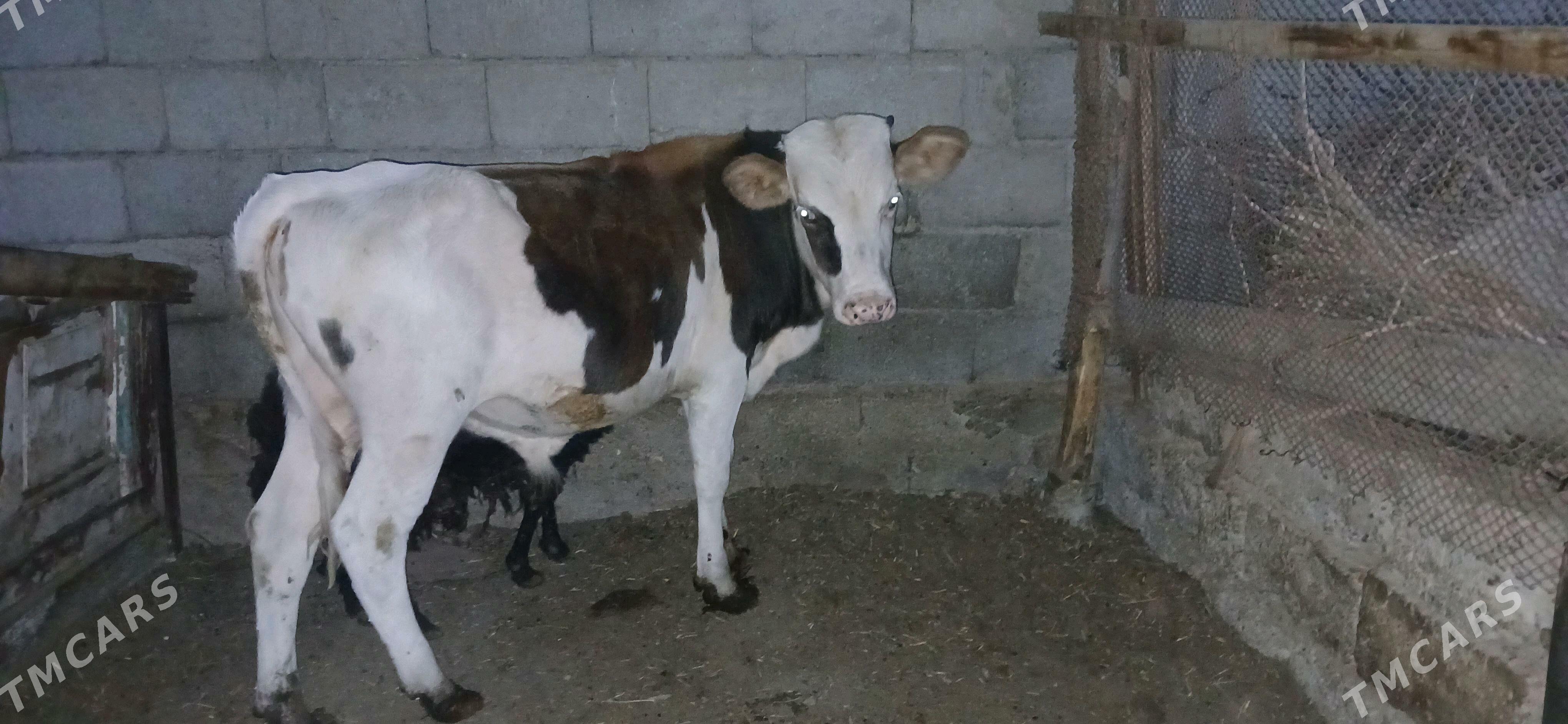 Simital Öküz 6aýlyk - Büzmeýin - img 3