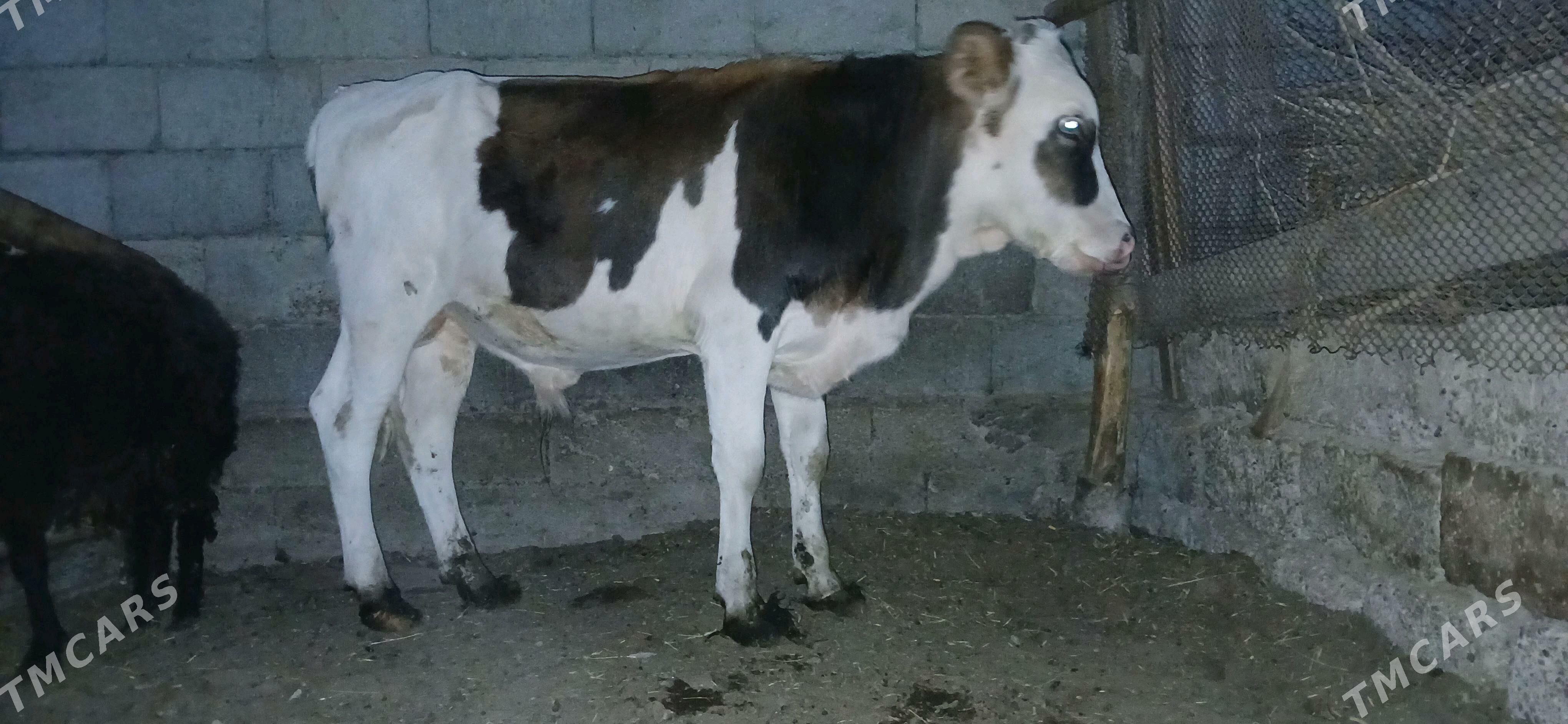 Simital Öküz 6aýlyk - Büzmeýin - img 4