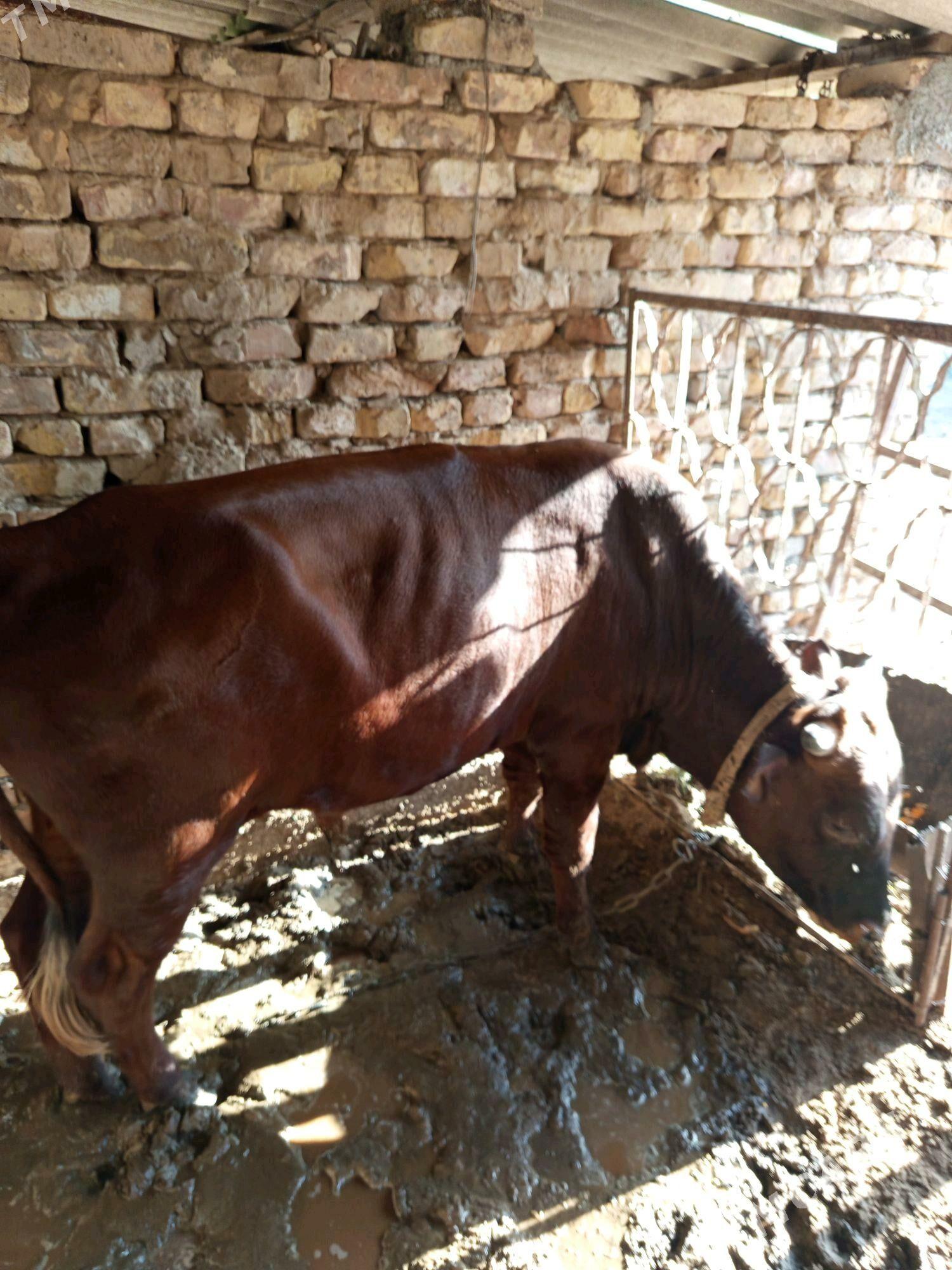 öküz - Çoganly - img 1