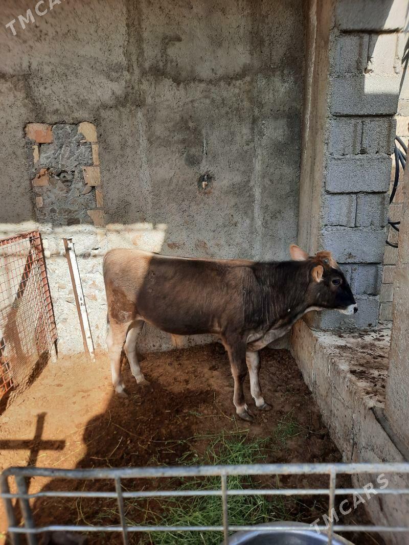 Öküzçe - Çoganly - img 1