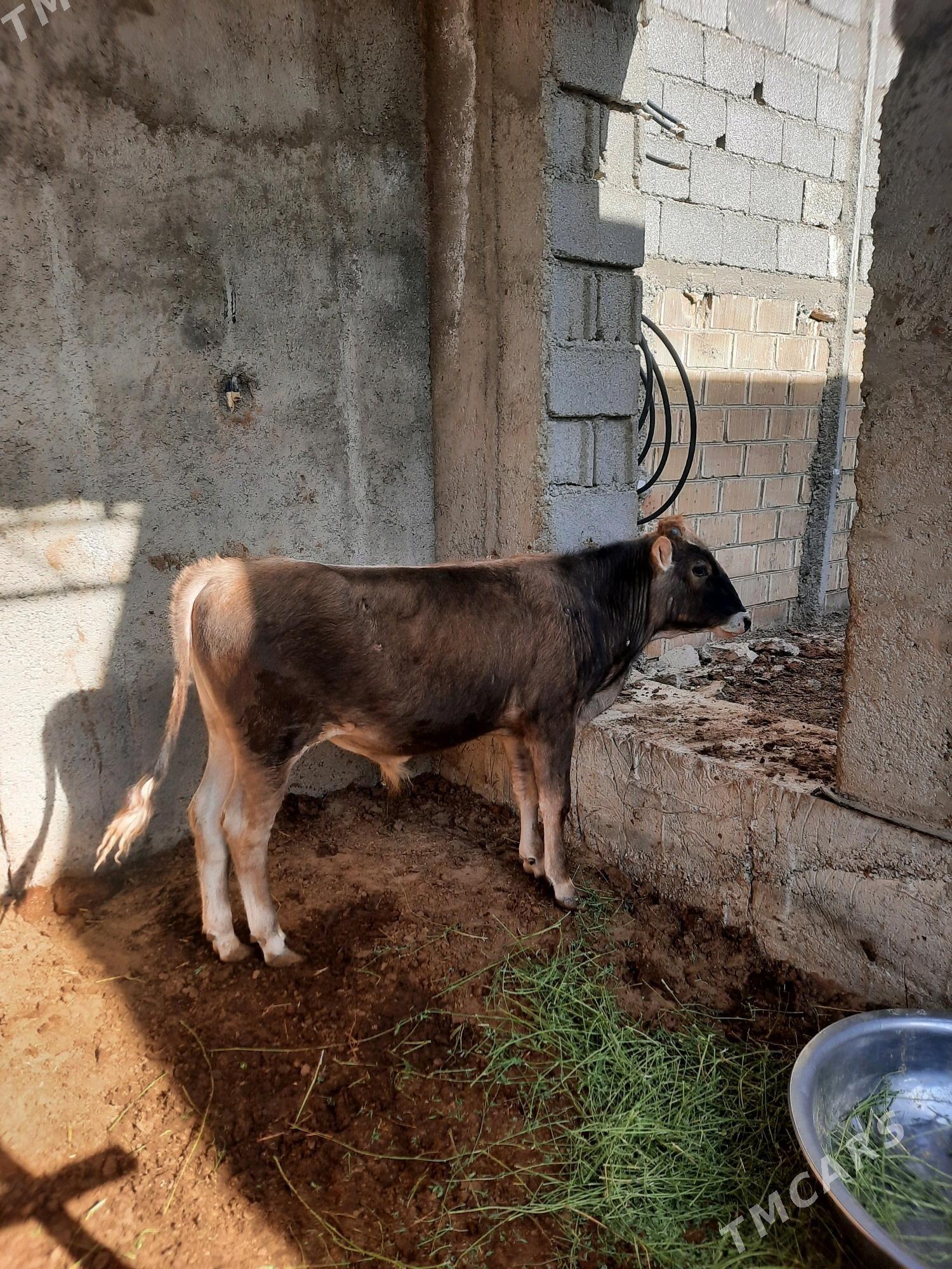 Öküzçe - Çoganly - img 2