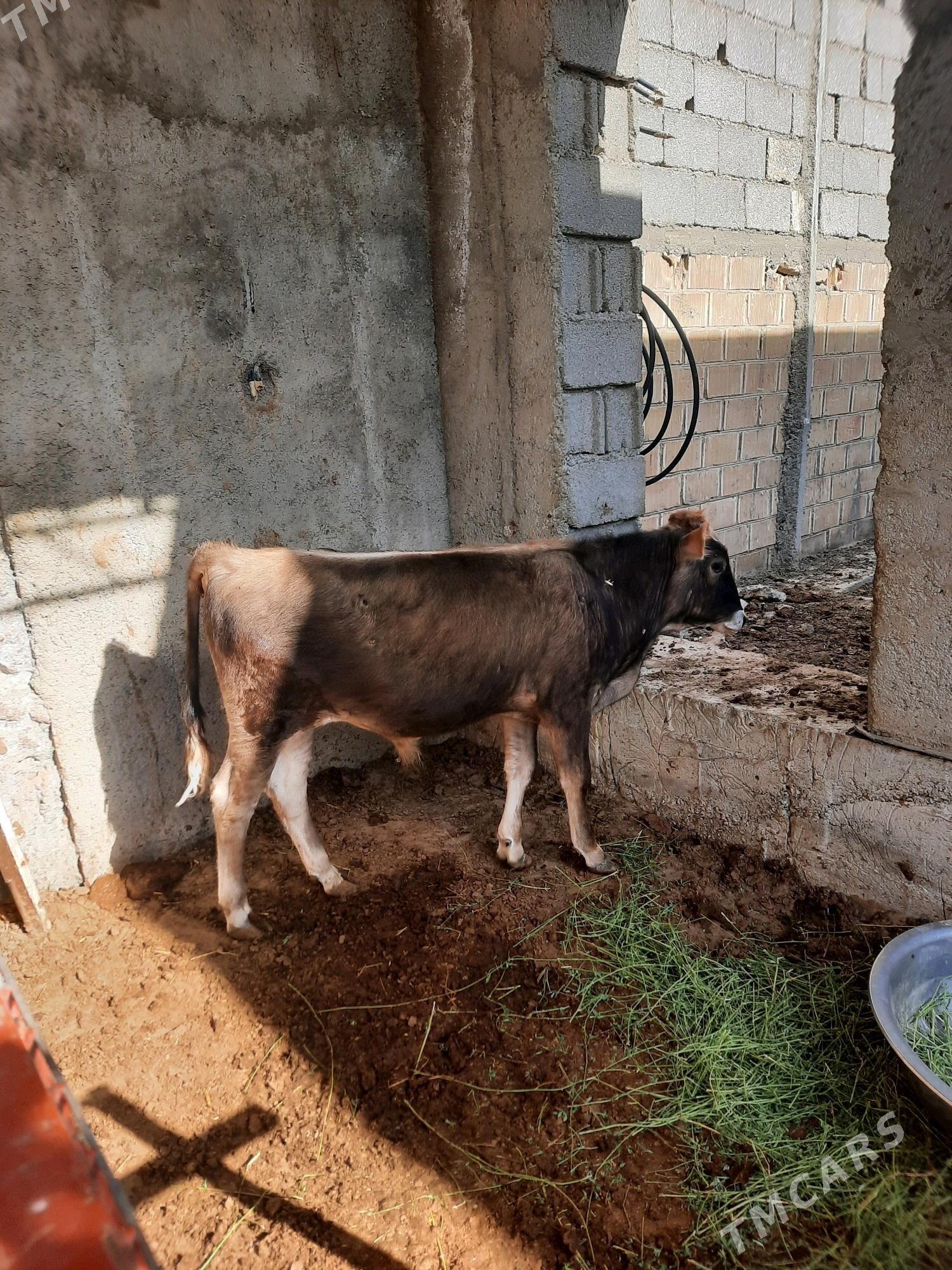 Öküzçe - Çoganly - img 3