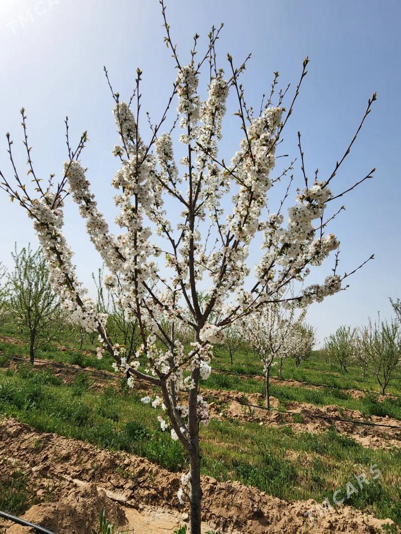 Miweli Bahlar Pisdaşke mindal - Ак-Бугдайский этрап - img 6