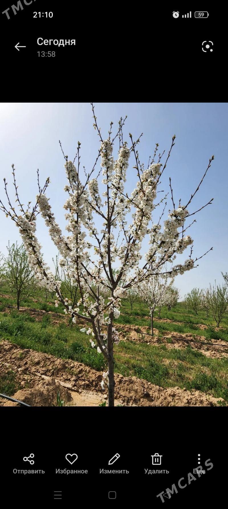 Miweli Bahlar Pisdaşke mindal - Ак-Бугдайский этрап - img 5