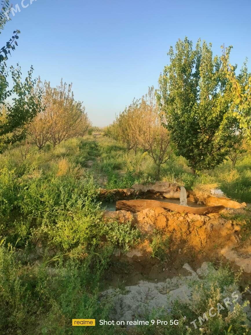 Miweli Bahlar Pisdaşke mindal - Ак-Бугдайский этрап - img 4