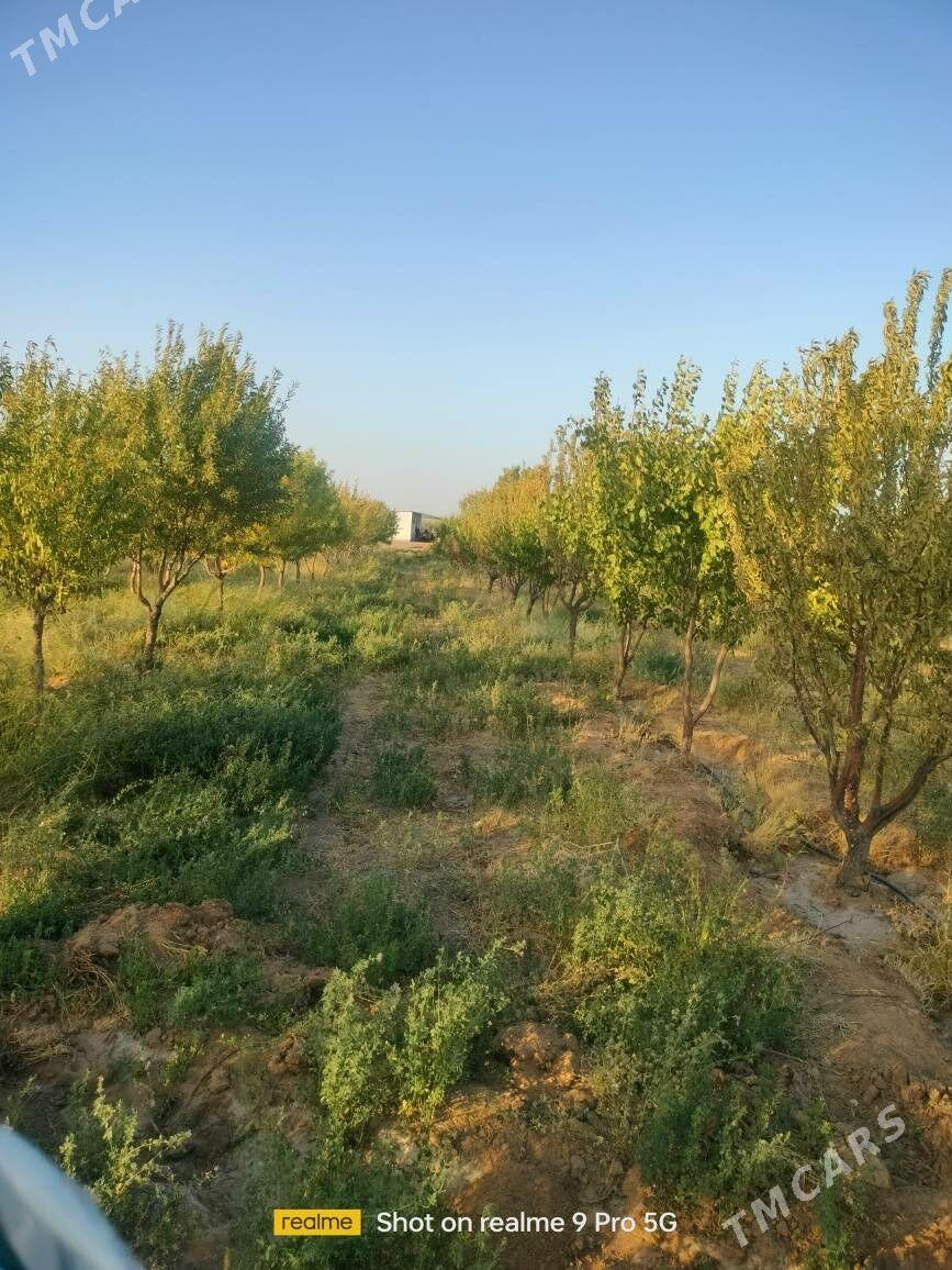 Miweli Bahlar Pisdaşke mindal - Ак-Бугдайский этрап - img 10