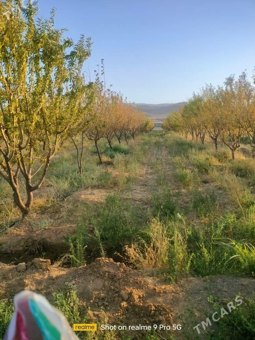Miweli Bahlar Pisdaşke mindal - Ак-Бугдайский этрап - img 7