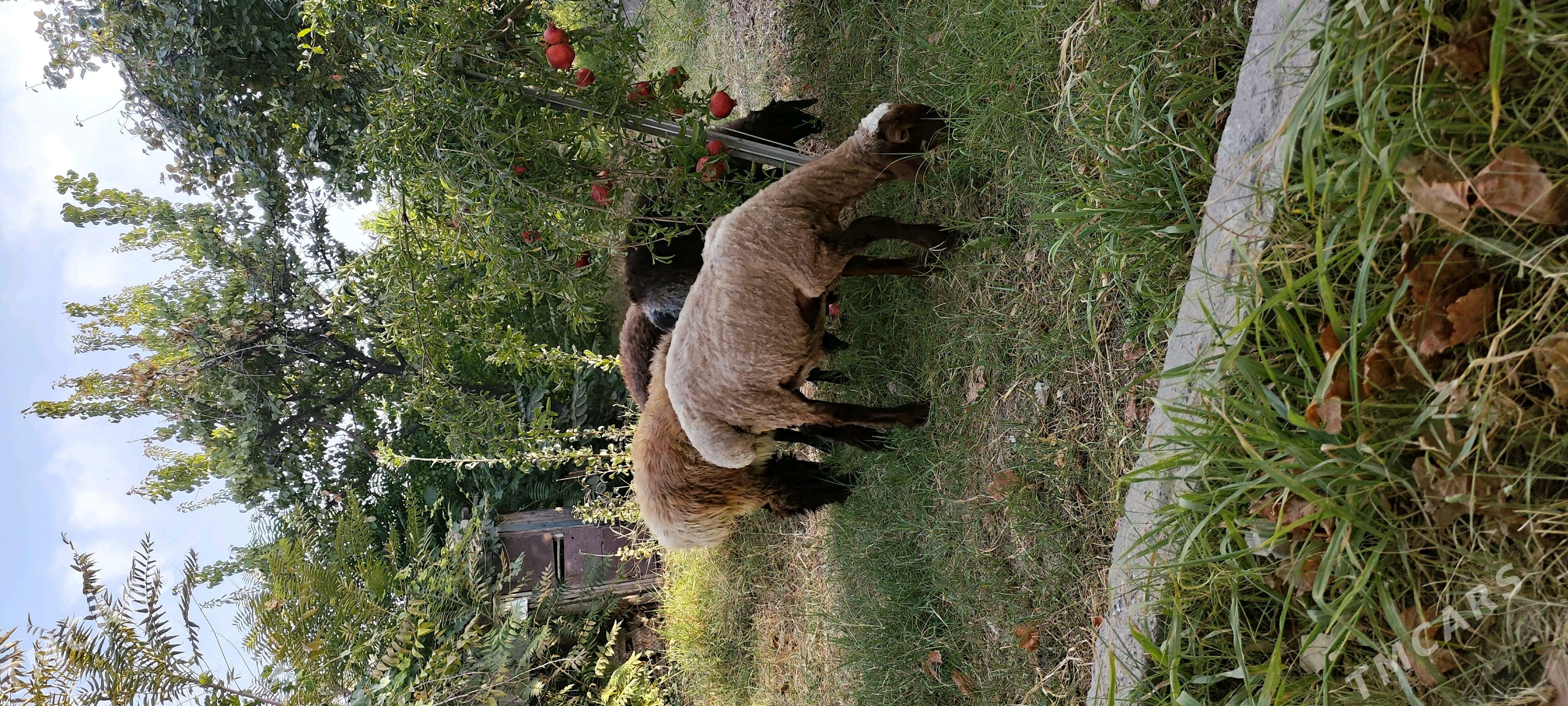 Tokly - Gökje - img 3