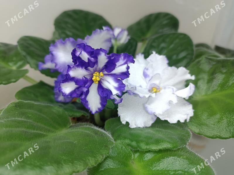 фиалки, фиалка, fialkа, gül - Ашхабад - img 3