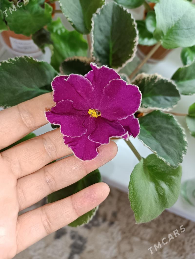 фиалки, фиалка, fialkа, gül - Ашхабад - img 5