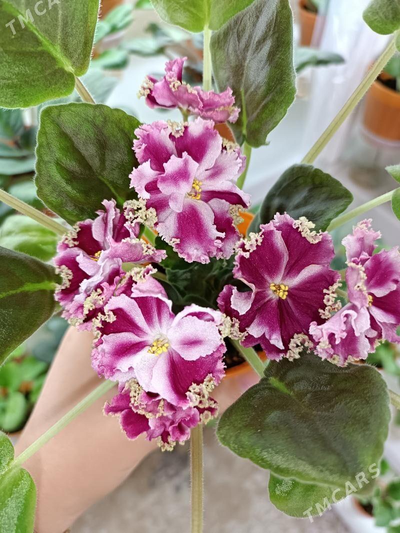 фиалки, фиалка, fialkа, gül - Ашхабад - img 7