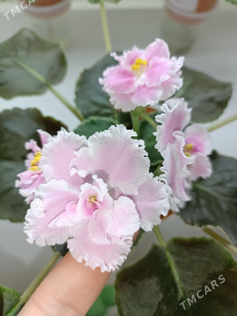 фиалки, фиалка, fialkа, gül - Ашхабад - img 4