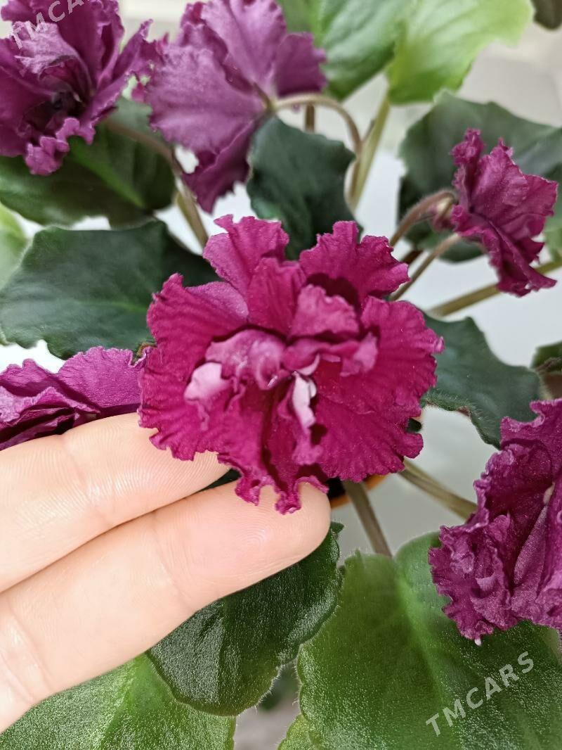 фиалки, фиалка, fialkа, gül - Ашхабад - img 9