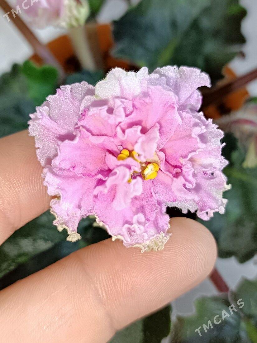 фиалки, фиалка, fialkа, gül - Ашхабад - img 2